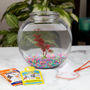 Fish Bowl With Starter Kit