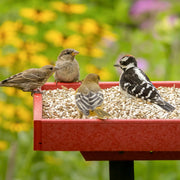 Safflower Seed Bird Food